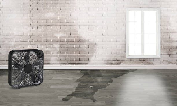 Best Basement water damage restoration  in Hauser, ID